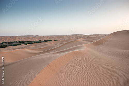 Oasis in the Sahara Desert, vegetation and dunes at sunset