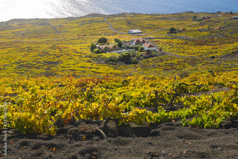 Vineyards of Fuencaliente in Autumn, La Palma Island, Canary islands in Spain
