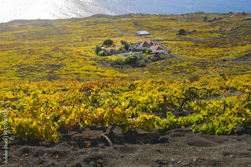 Obraz na płótnie Vineyards of Fuencaliente in Autumn, La Palma Island, Canary islands in Spain w salonie
