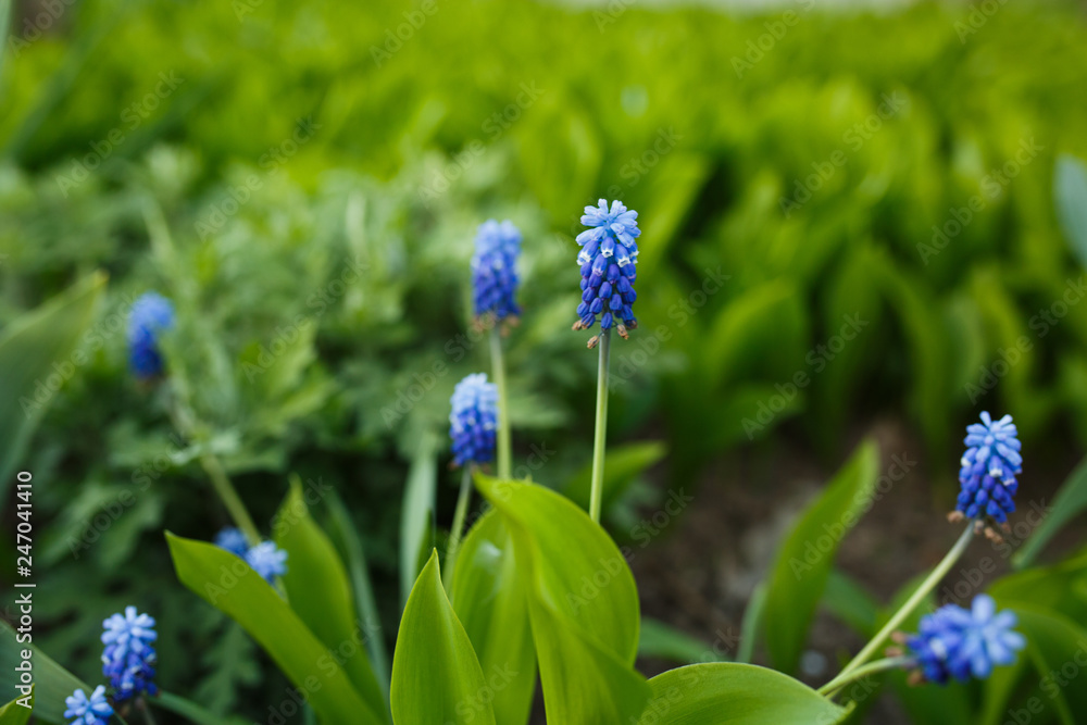 small blue flowers in the garden, spring flowers small blue flowers in the garden, spring flowers