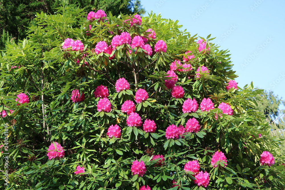 Fototapeta premium Pink flowers of a big Rhododendron bush in spring