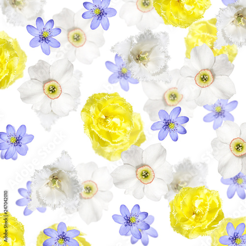 Beautiful floral background of tulips  daffodils and liverwort 