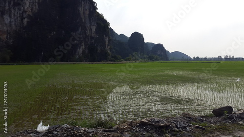 Reisfelder in der Trockenen Halong Bucht photo