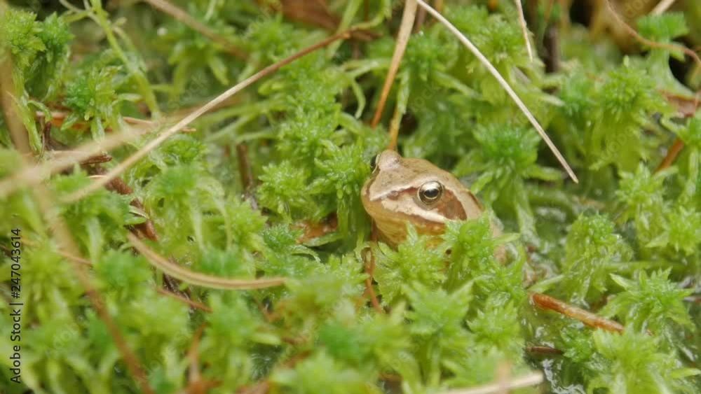 Brown frog sitting in ambush on green moss. It s a spring frog, close up. Brown frog sitting in ambush on green moss. It s a spring frog, close up.