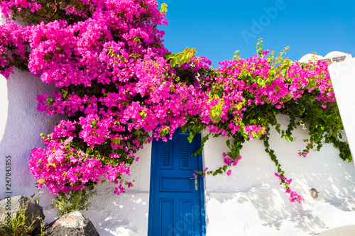 Pink flowers on the facade of the house. Traditional greek architecture on Santorini island, Greece.