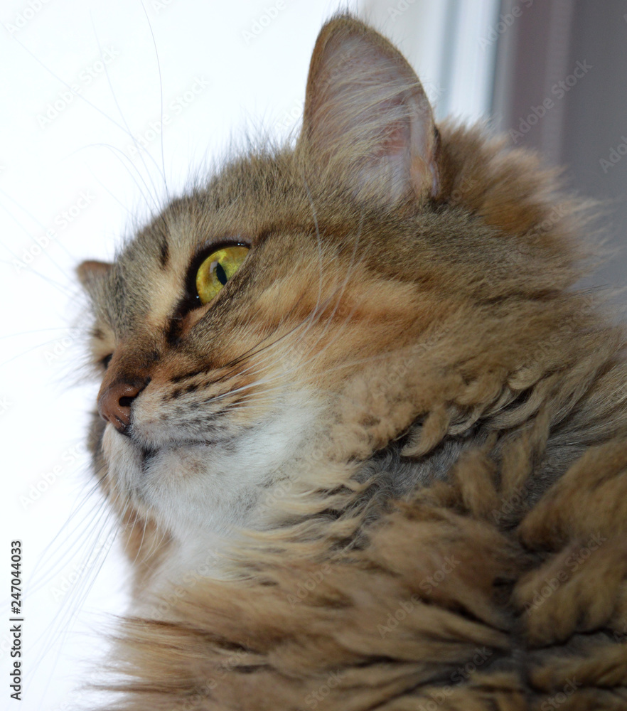 Fototapeta premium beautiful fluffy Siberian cat sits pensively at home