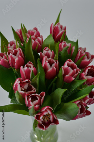 Tulpen rot weiß Vase