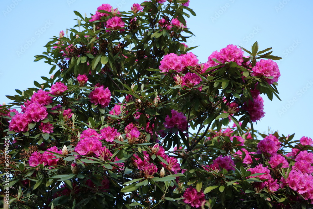 Pink flowers of a big Rhododendron bush in spring