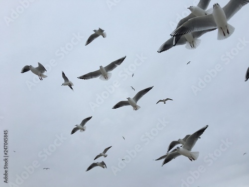 flock of seagulls flying in the sky