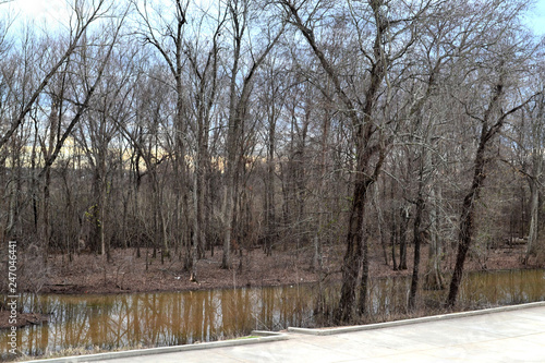 bayou winter photo