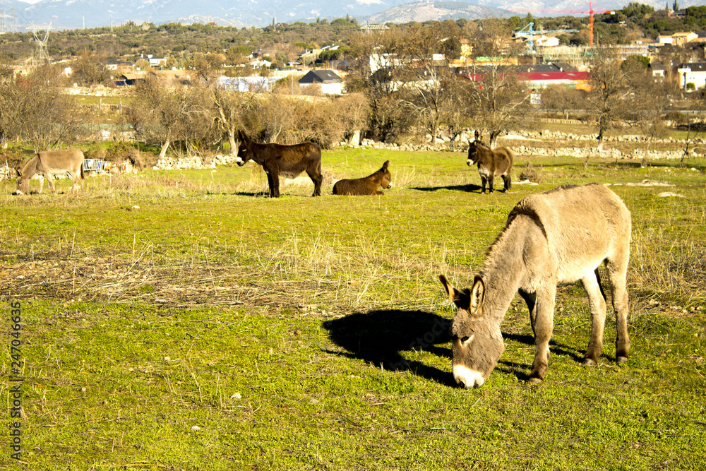 Donkey in the field. Species in extinction Donkey in the field. Species in extinction
