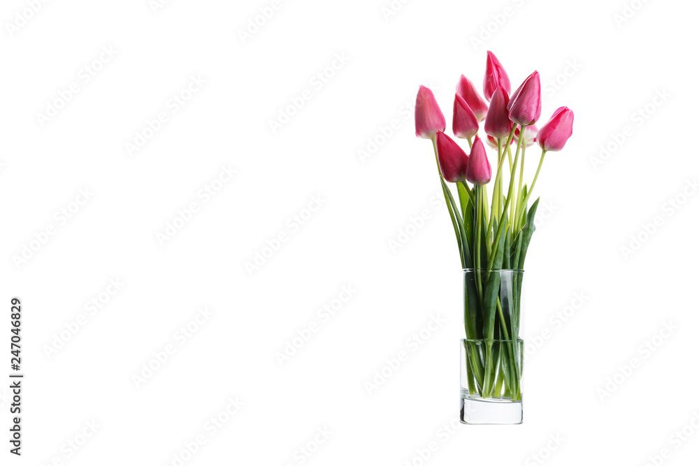 pink tulips on a white background