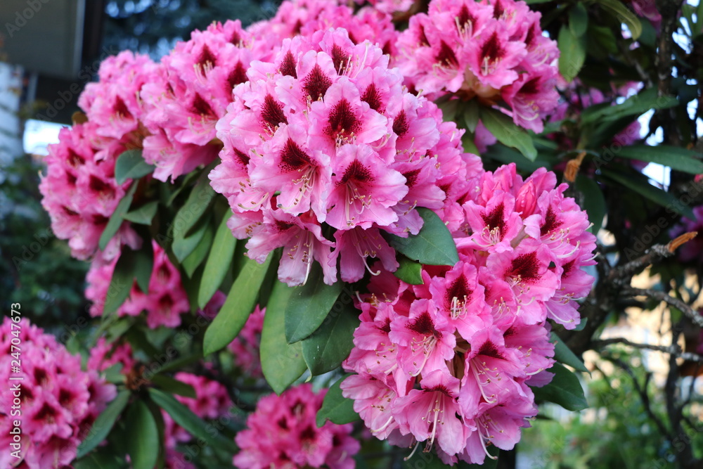 Big Rhododendron flowers