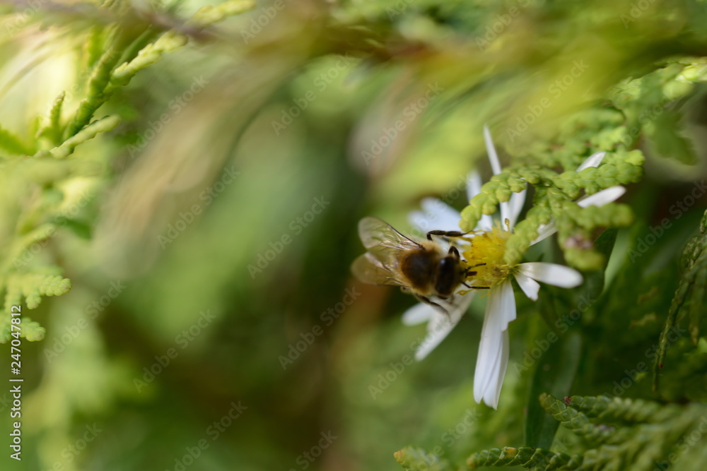 Biene Wespe auf einer Kamillen Blüten Blume im Sommer Garten