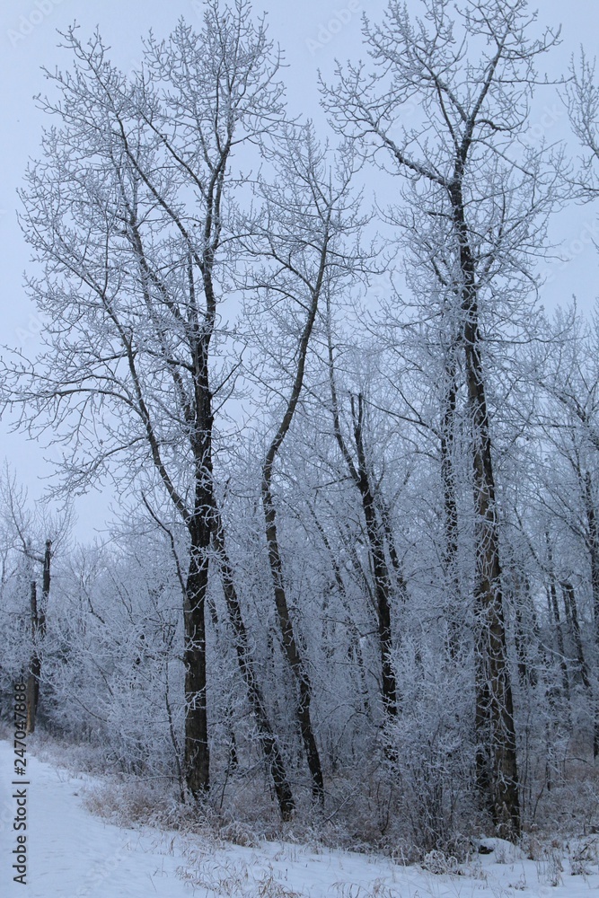 Frosty forest morning Frosty forest morning