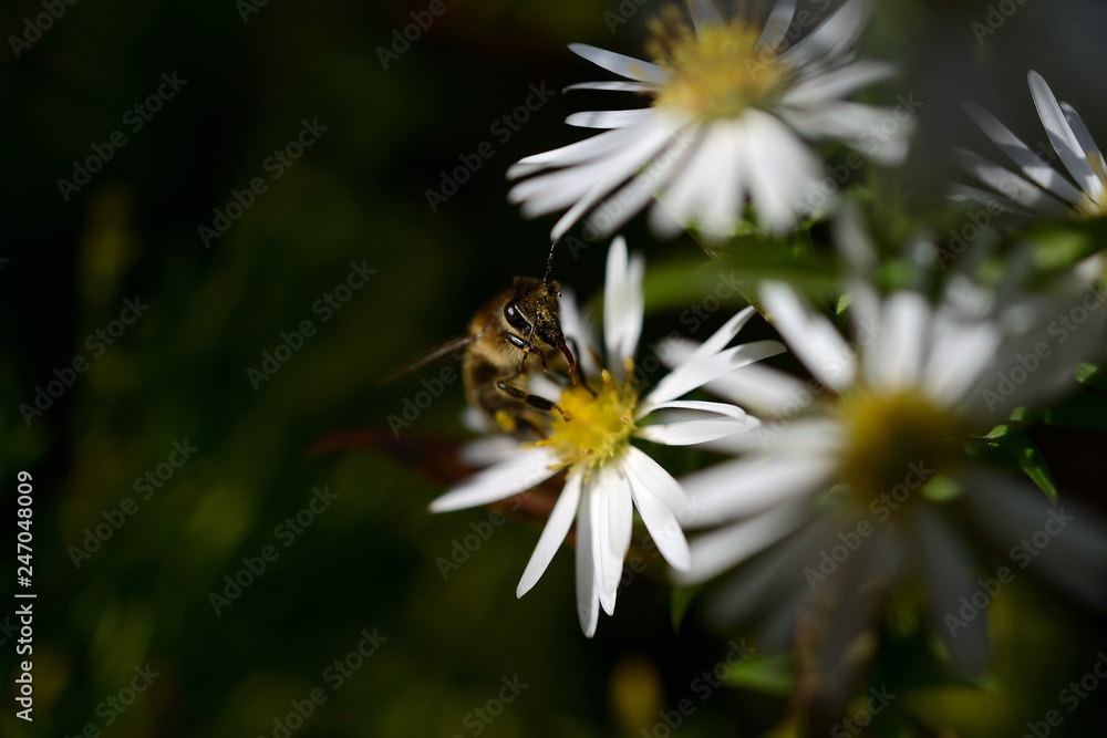 Biene an Ostern auf weißer Blume vor dunklem Hintergrund beim Nektar sammeln Biene an Ostern auf weißer Blume vor dunklem Hintergrund beim Nektar sammeln