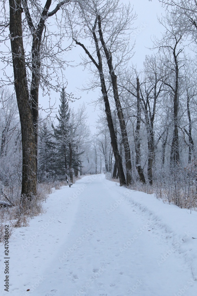 Obraz premium Frosty forest morning