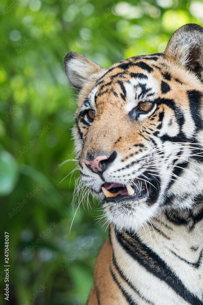 Obraz premium THAILAND PATTAYA NONG NOOCH TIGER SHOW