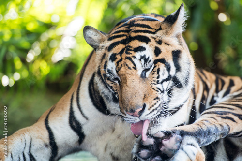 THAILAND PATTAYA NONG NOOCH TIGER SHOW