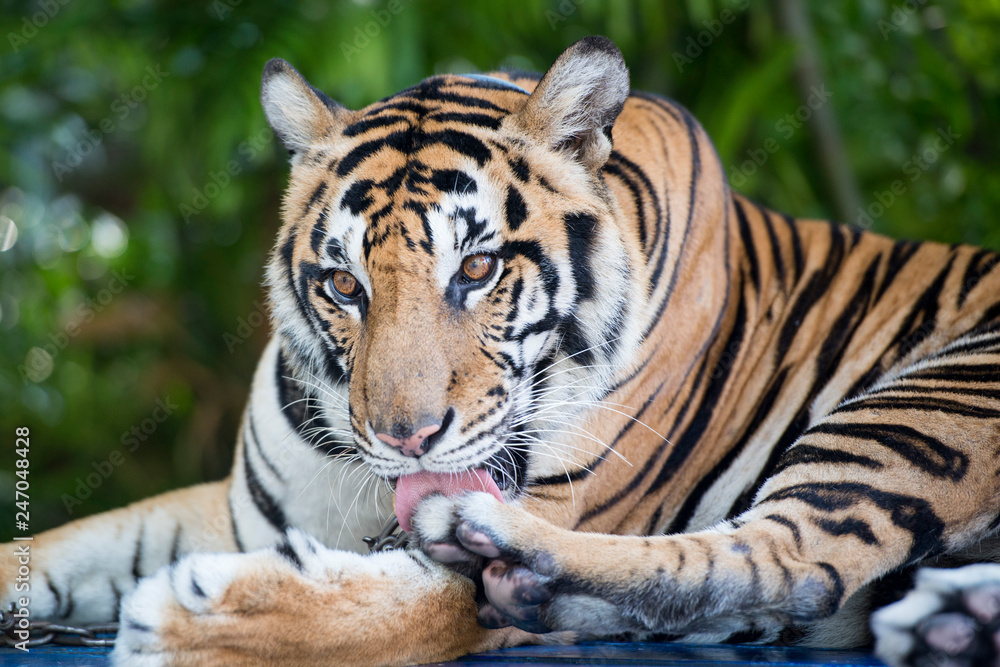 Naklejka premium THAILAND PATTAYA NONG NOOCH TIGER SHOW