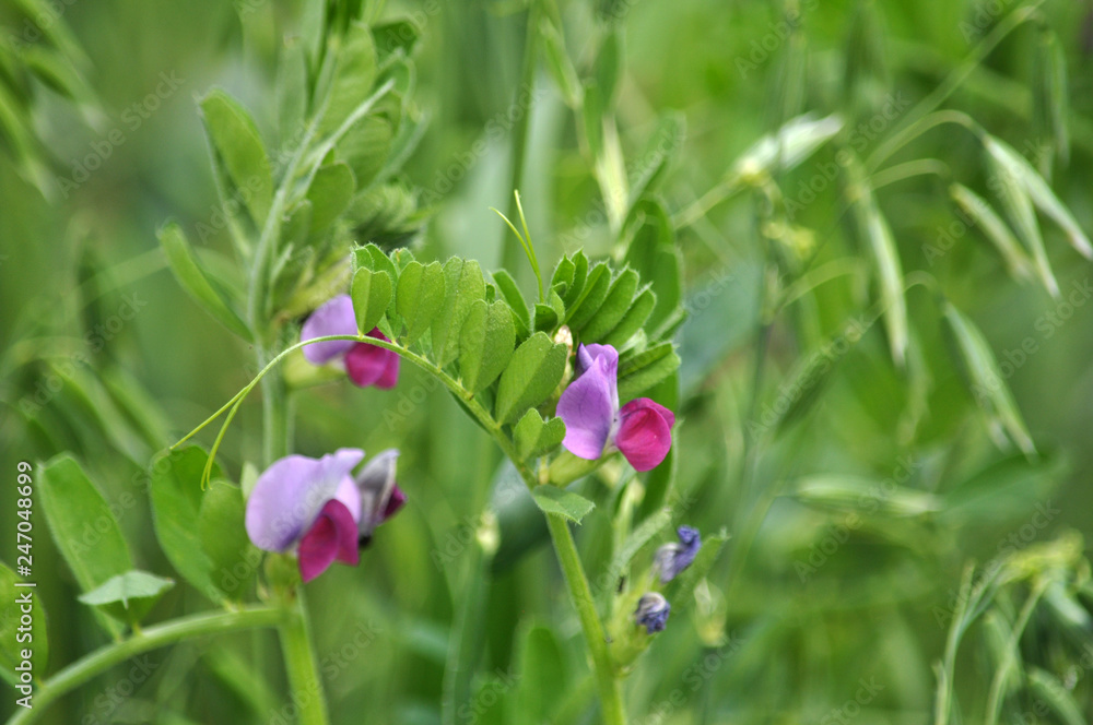 Fodder mixture of vetch and oats Fodder mixture of vetch and oats