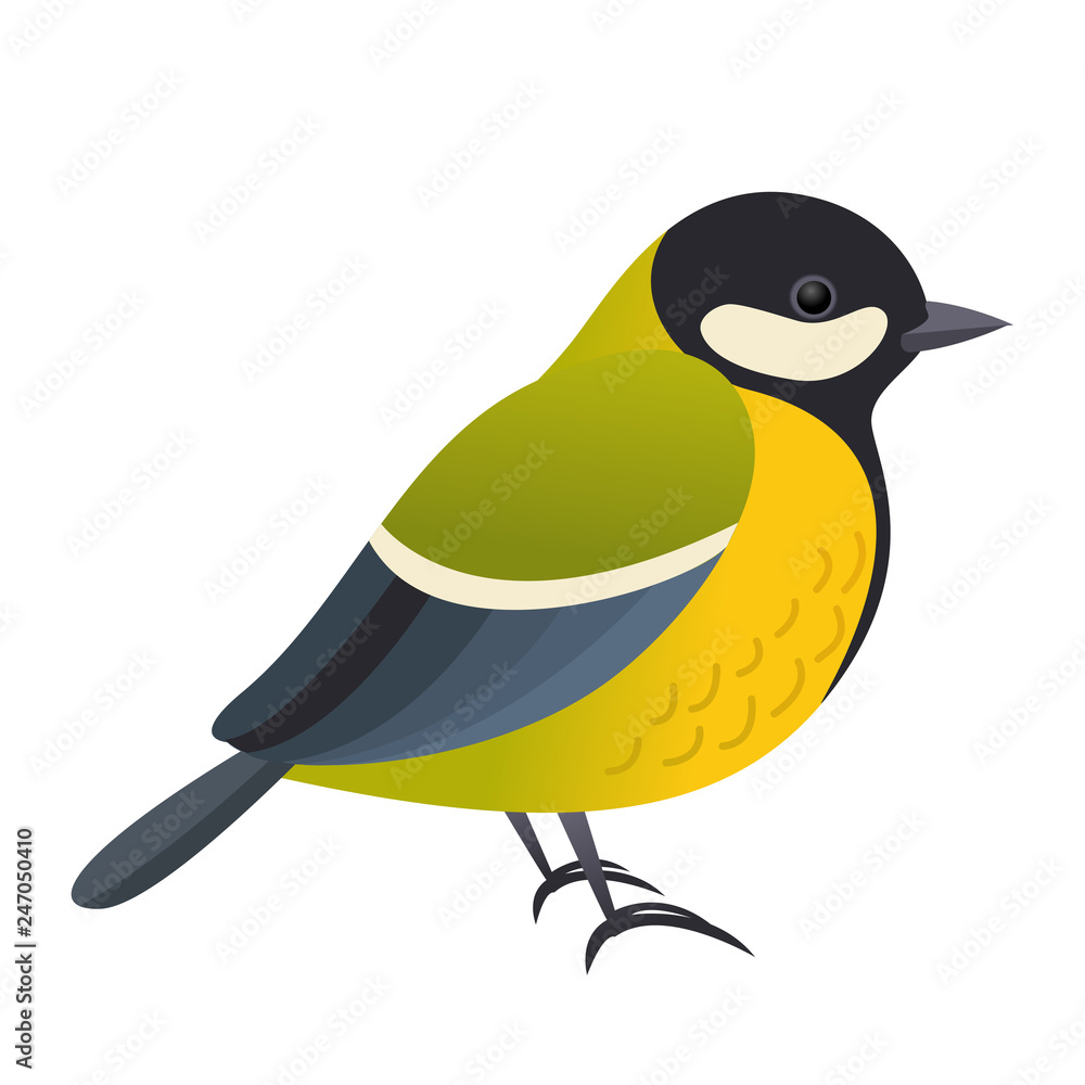 Obraz premium Great tit bird, vector isolated illustration