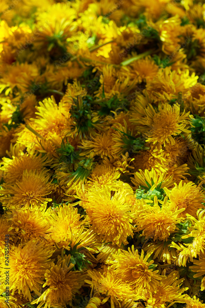 Dandelion raw material background: flower buds laying ready to be cooked in the sun light, top view, closeup, copy space, alternative medicine concept Dandelion raw material background: flower buds laying ready to be cooked in the sun light, top view, closeup, copy space, alternative medicine concept