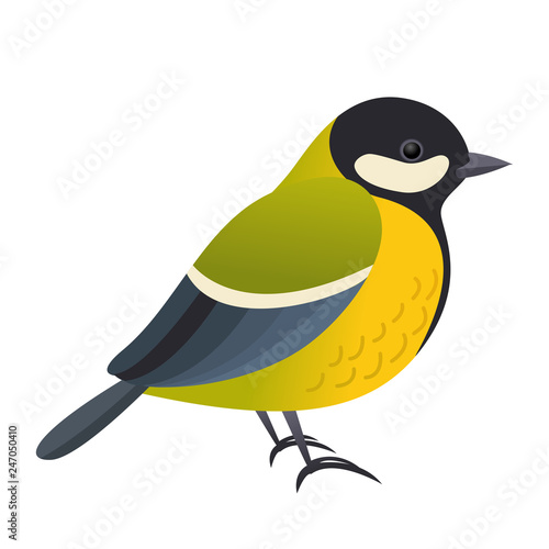 Great tit bird, vector isolated illustration