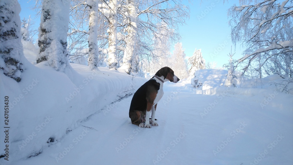 dog on the snowy road. Finnish hound in the forest. Beautiful winter nature. Young healthy animal. dog on the snowy road. Finnish hound in the forest. Beautiful winter nature. Young healthy animal.