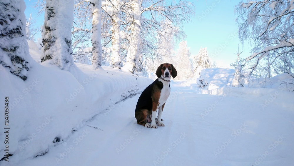 dog on the snowy road. Finnish hound in the forest. Beautiful winter nature. Young healthy animal. dog on the snowy road. Finnish hound in the forest. Beautiful winter nature. Young healthy animal.