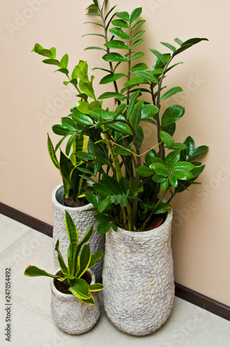 Elegant green pot plant in grey clay pot.