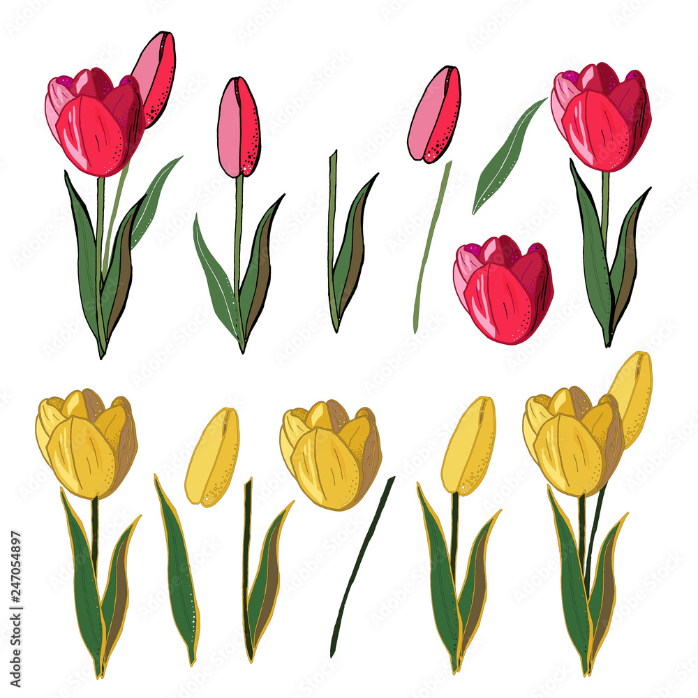 Isolated vector set of colorful realistic tulips with black