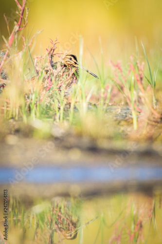 Common snipe in vegetation with reflection