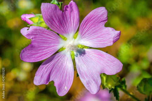 Malva flower closeup