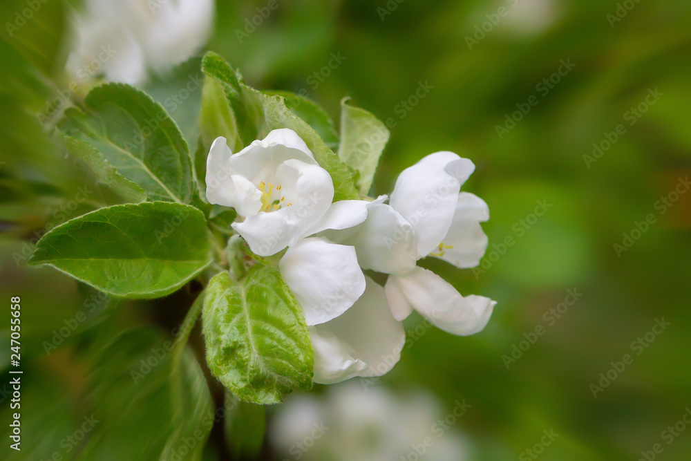 Obraz premium apple white flowers with green leaves closeup garden background spring