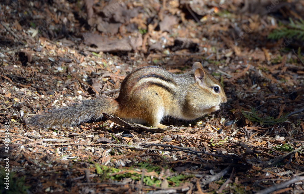 Obraz premium Chipmunk in forest