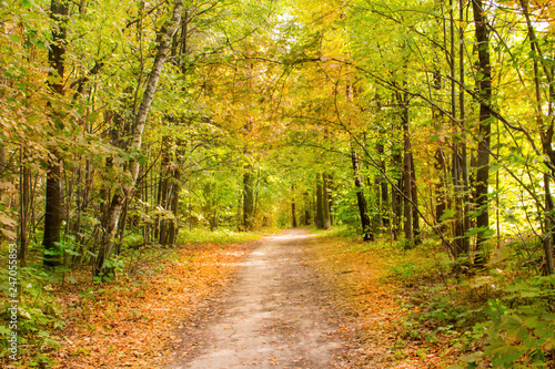 Fototapeta Naklejka Na Ścianę i Meble -  autumn yellow background forest earth road rustic rural design walk romanticism foliage in sunlight