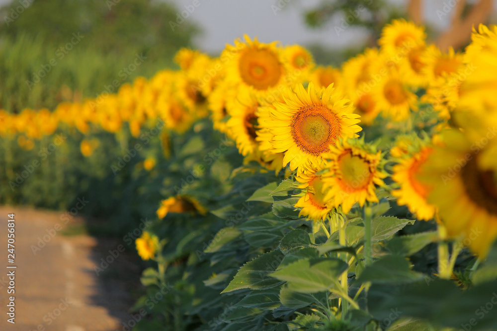 Fototapeta premium closeup of beautiful sunflower