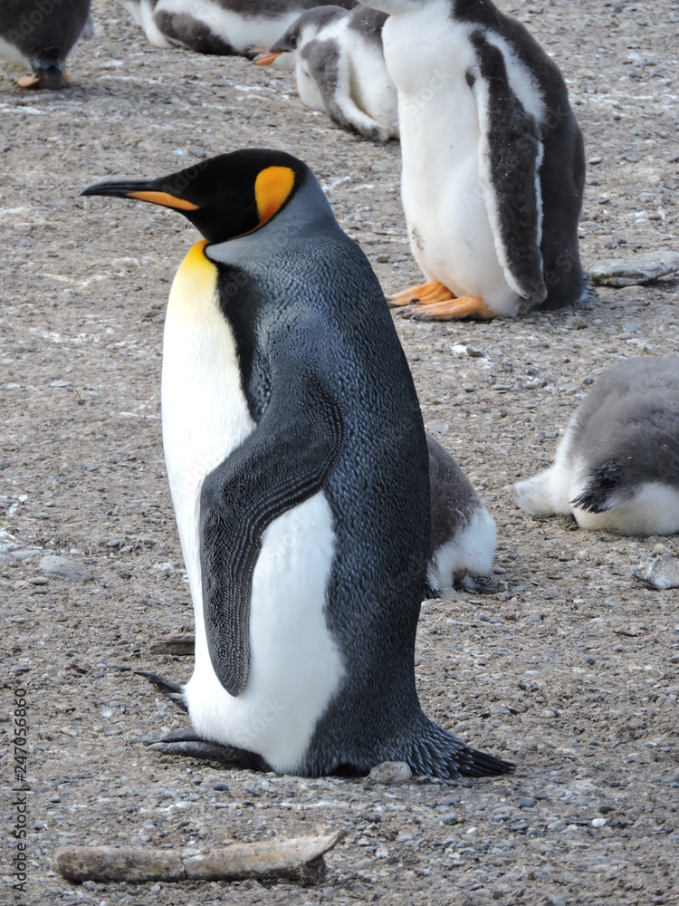 Obraz premium penguin king