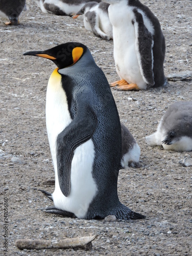 penguin king