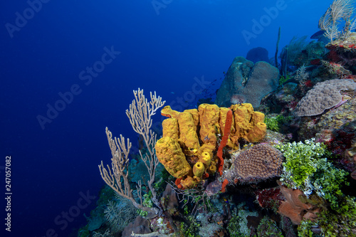 Reef (Grand Cayman, BWI)
