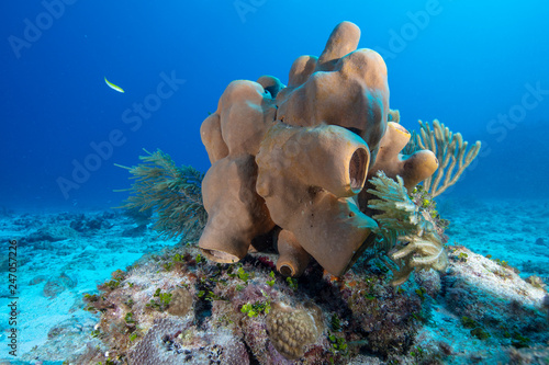 Reef (Grand Cayman, BWI)