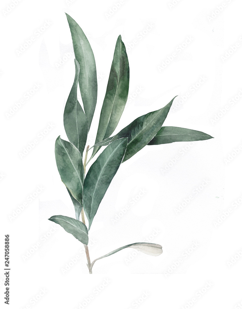 Obraz premium Watercolor illustration of plant. Olive