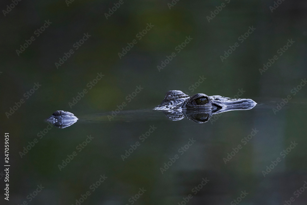Nile crocodile (Crocodylus niloticus) Nile crocodile (Crocodylus niloticus)
