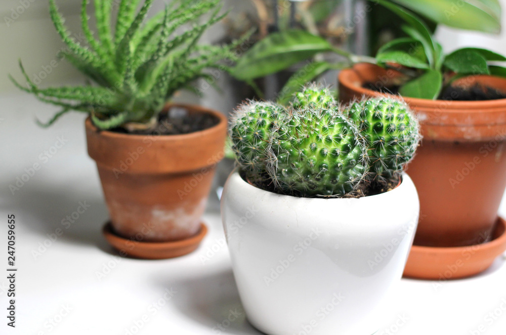 Beautiful houseplants on the white table Beautiful houseplants on the white table