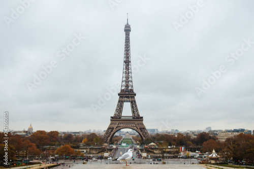 Seagull in front of the Eiffel Tower in Paris, France. Beautiful and little bird. © CRISTINA