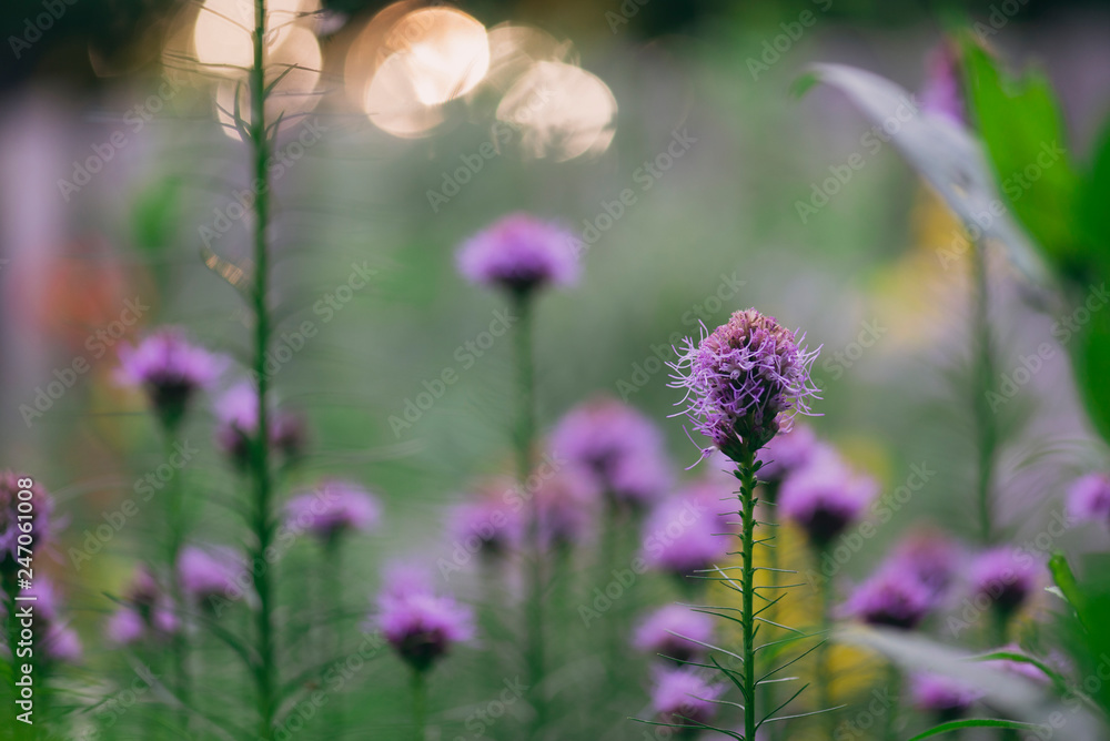 Fototapeta premium purple liatris flowers in the garden
