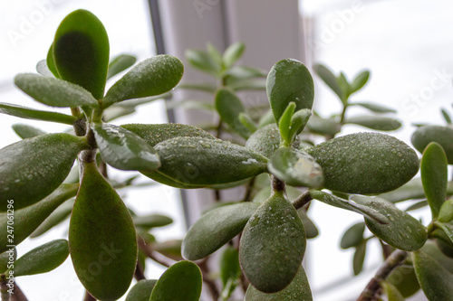 Wallpaper Mural Beautiful houseplant with water drops on it Torontodigital.ca