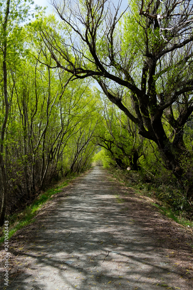 Gravel path in Glenorchy, South Island, New Zealand Gravel path in Glenorchy, South Island, New Zealand