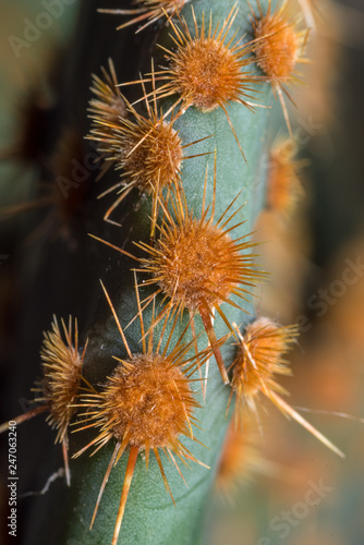 Green pads cactus macro shot